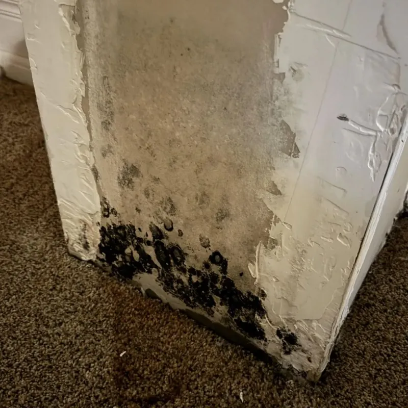 Professional Mold Removal in Medford, MA